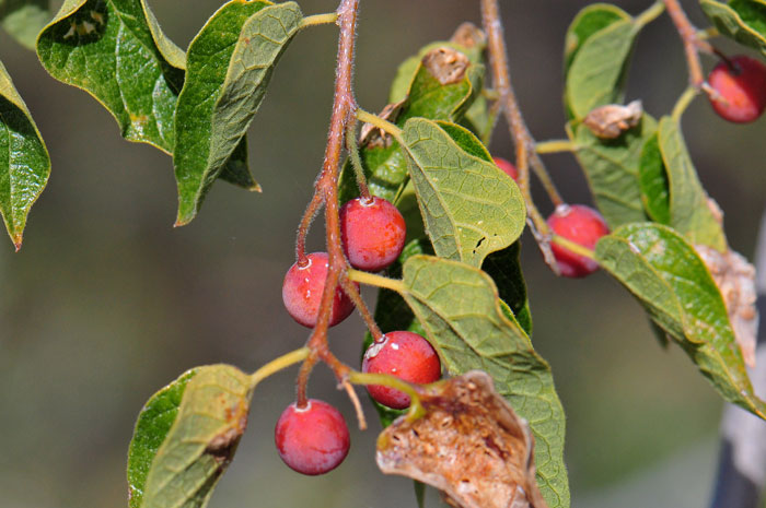 Netleaf Hackberry fruits may be orange, red or green and are eaten by birds and small mammals. Celtis reticulata 